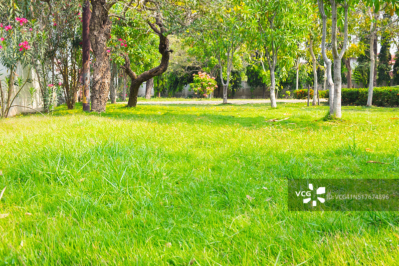 公园有绿色的草和树。图片素材