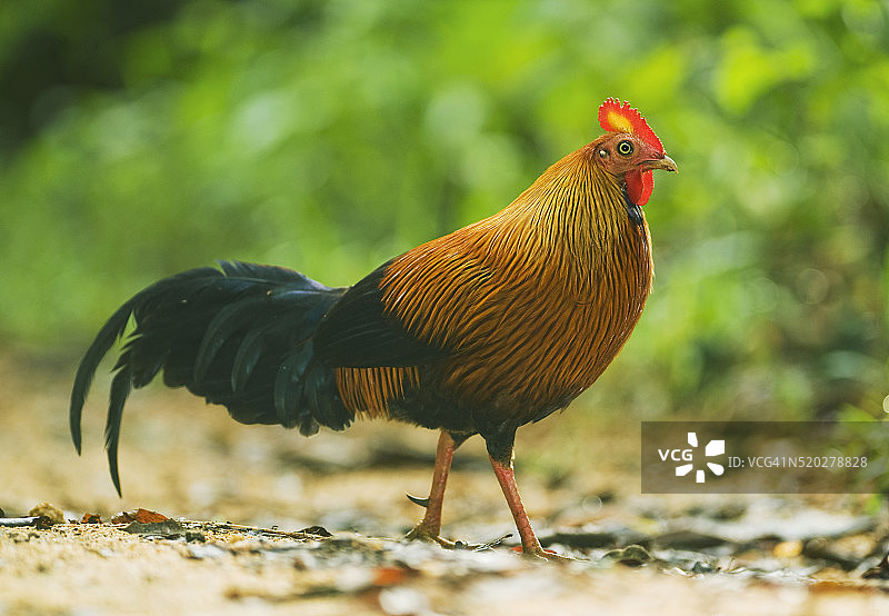 斯里兰卡原鸡(Gallus lafayetii)雄性或公鸡，辛哈拉加雨林，世界遗产，野生，斯里兰卡图片素材