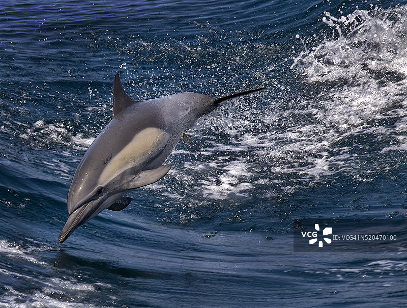 常见的海豚(海豚)在科尔特斯海图片素材
