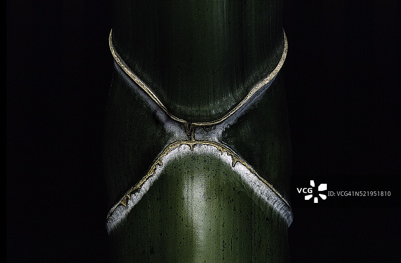 菲洛斯塔奇斯 · 埃杜利斯 · 瓦尔 · 异地自行车 （龟壳竹， 基库奇库）图片素材