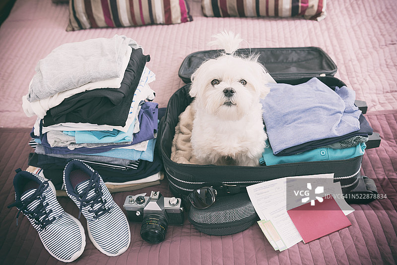 狗坐在手提箱里图片素材