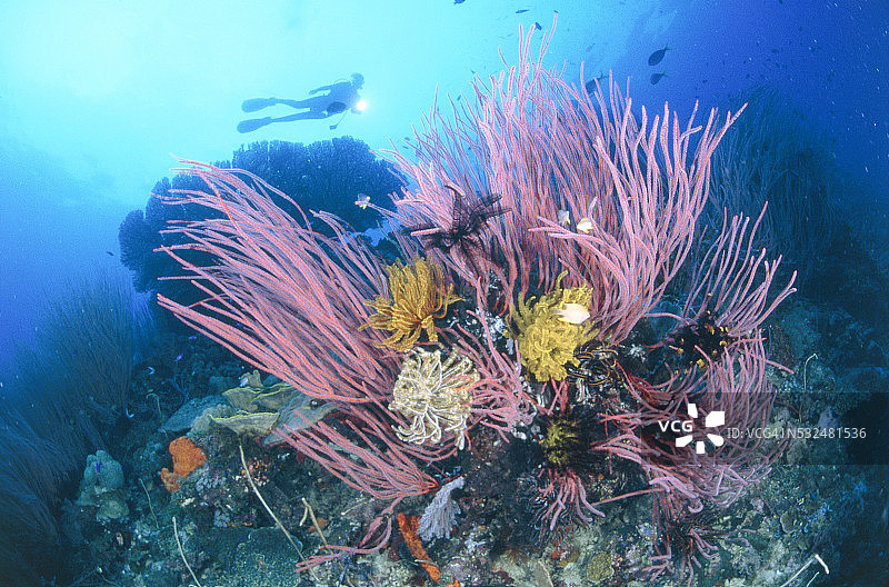 潜水员在珊瑚礁里图片素材