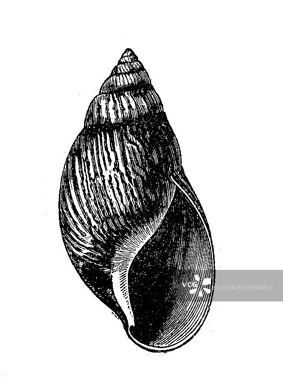 阿卡蒂纳斑马壳的古董插图图片素材