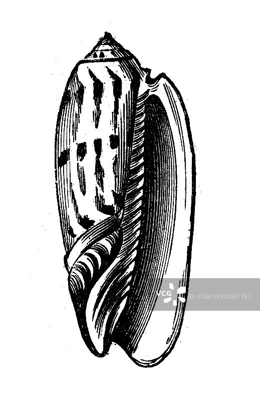 橄榄红口壳的古董插图图片素材