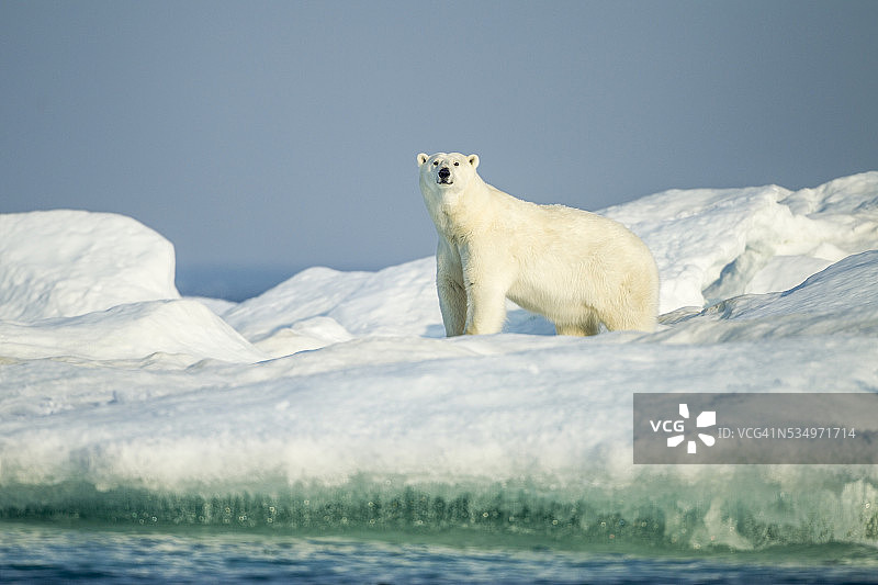 冰山上的北极熊，哈德逊湾，努勒维特，加拿大图片素材