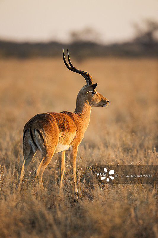 羚羊，莫雷米野生动物保护区，博茨瓦纳图片素材