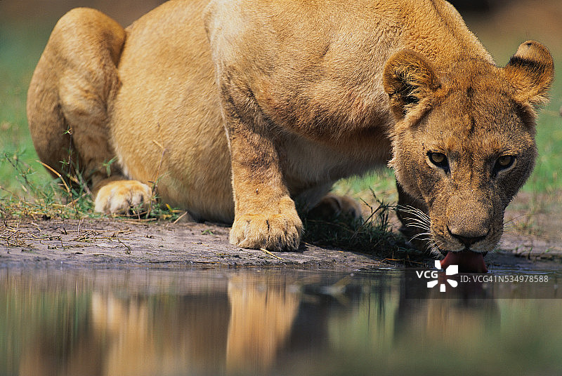 母狮在卡瓦依河边饮水图片素材