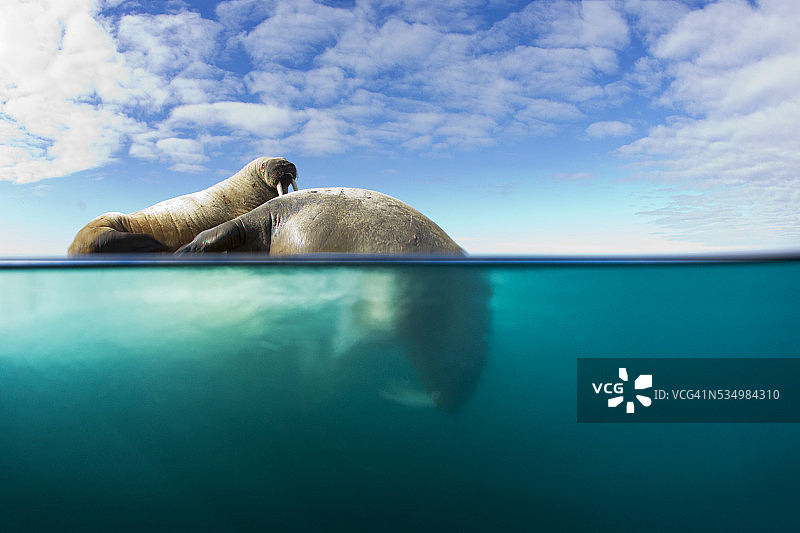 海象,挪威斯瓦尔巴特群岛图片素材