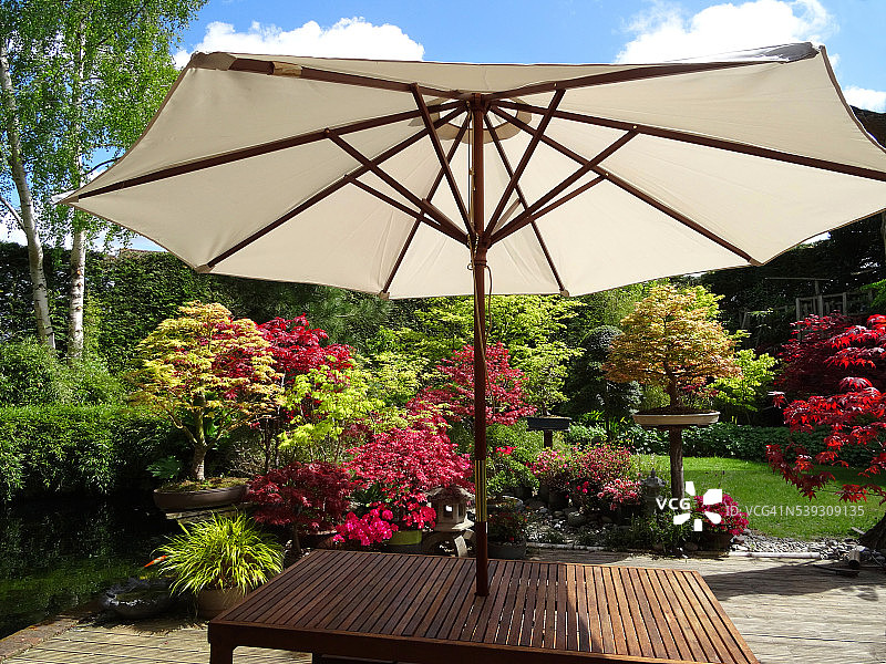 花园的桌子上有奶油伞，枫树，绿草坪图片素材