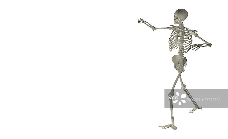 人体骨骼的侧面轮廓图片素材