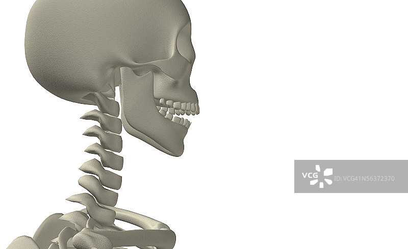 人体颈部骨骼的侧面轮廓图片素材