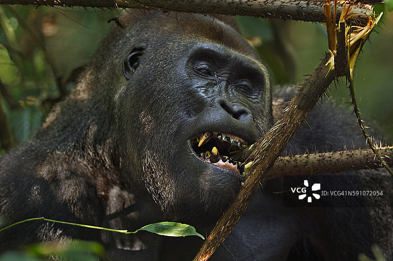 西部低地大猩猩支配的雄性银背“马昆巴”剥一根带刺的树枝图片素材