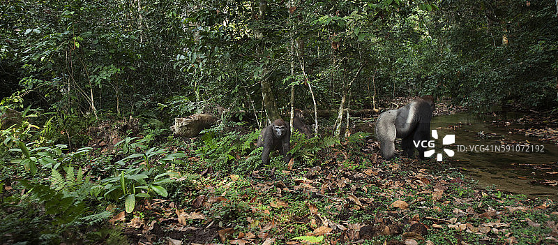西部低地大猩猩统治的雄性银背“Makumba”接近一条河流，幼猩猩注视着它图片素材
