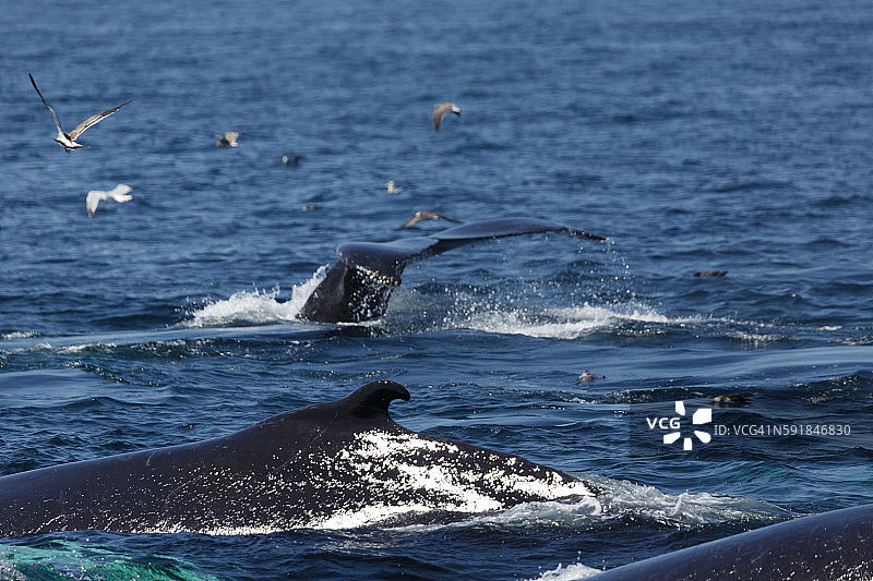 座头鲸在马萨诸塞州的普罗温斯敦图片素材