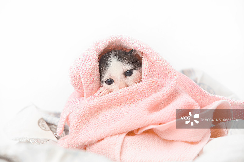 可爱的小猫宝宝裹在粉红色的毯子里图片素材