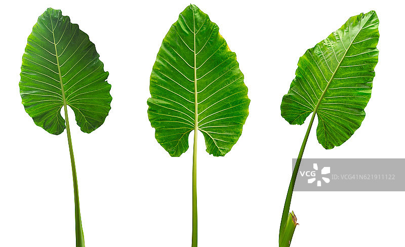 三片热带叶子孤立在白色背景与修剪路径图片素材