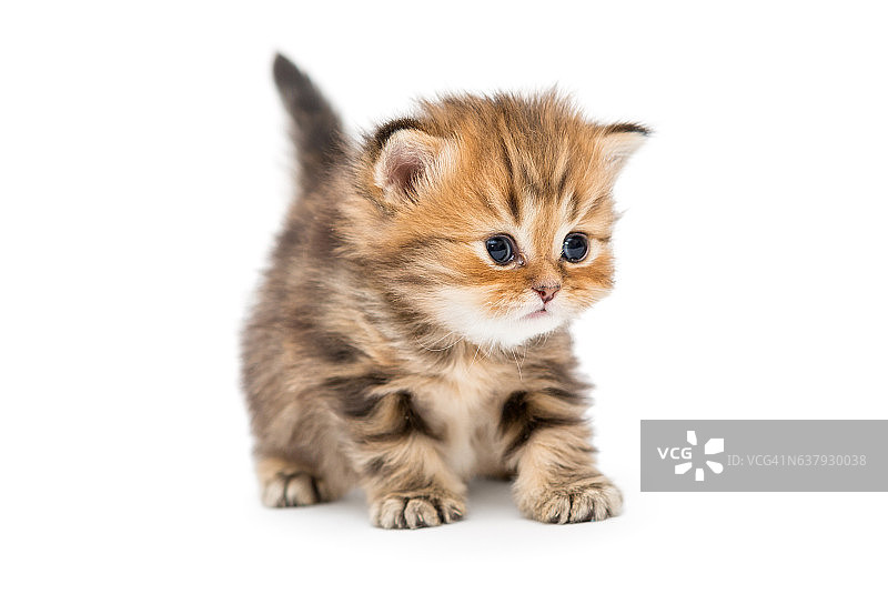 小条纹小猫品种英国大理石图片素材
