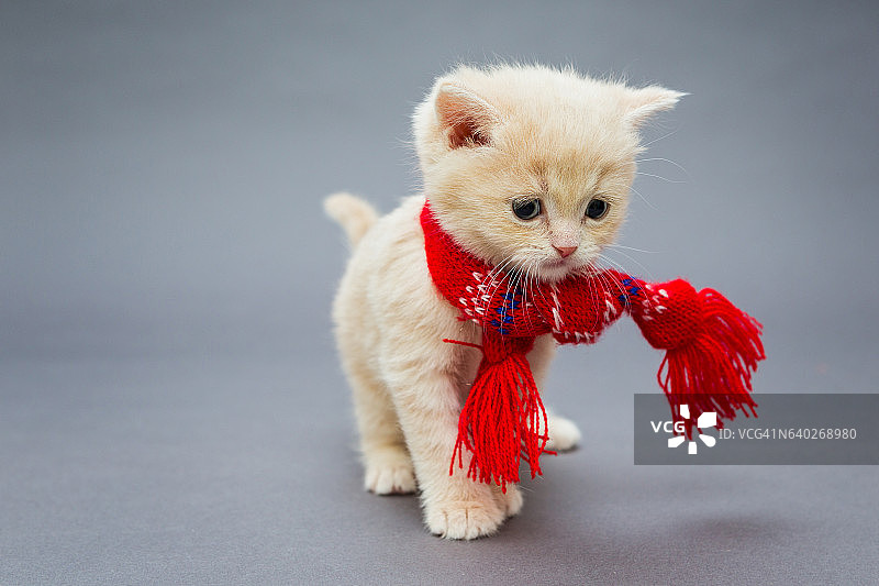 英国品种的小猫，戴着漂亮的围巾图片素材
