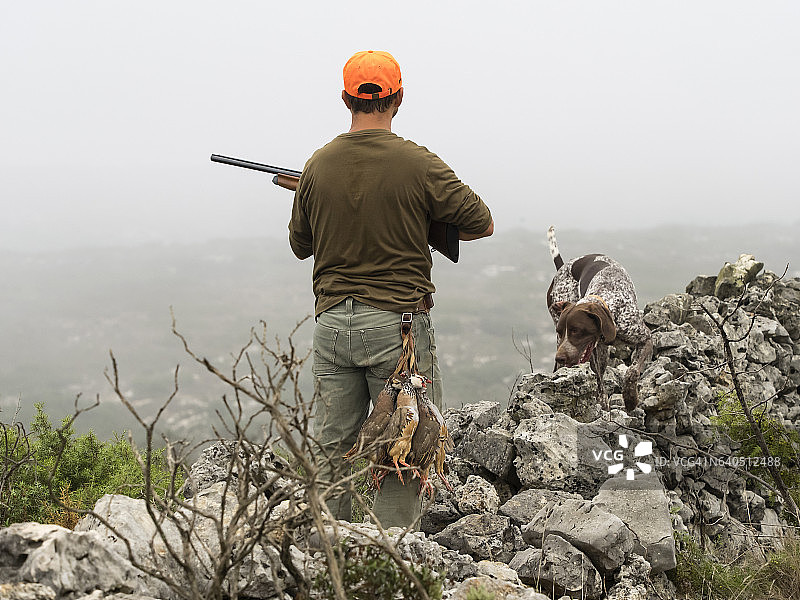 猎人注意着他的狗在山上的姿势，带着他的猎枪和几只挂在腰带上的死鹧鸪图片素材