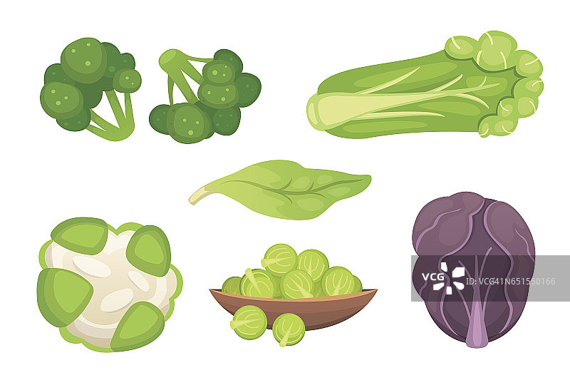 设置矢量卷心菜和生菜。蔬菜绿花椰菜，大头菜，其他不同的卷心菜。图片素材