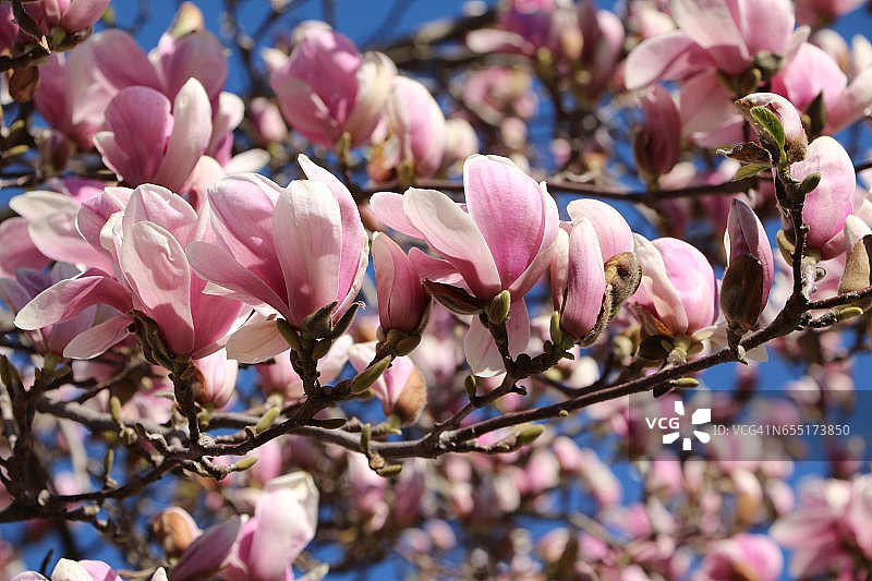 春天盛开的木兰树图片素材
