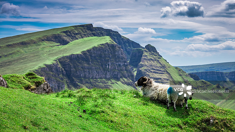 英国苏格兰奎莱恩的羊群图片素材