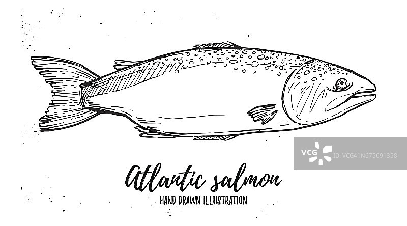 手绘矢量插图-鱼。大西洋鲑鱼。完美的餐厅宣传册，咖啡馆传单，外卖菜单。图片素材