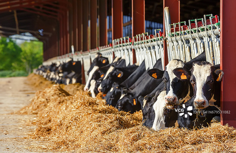 大量的荷斯坦奶牛在牛奶生产农场里吃奶图片素材