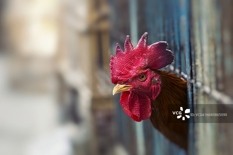 愤怒的小鸡或母鸡被关在笼子里，在市场上出售。虐待动物。饲养动物作为食品。关闭了。图片素材