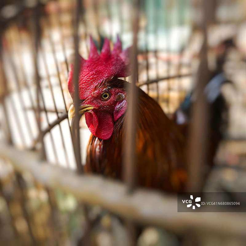 在印度尼西亚的Yogjakarta街头市场上，一只笼里的公鸡正在出售。图片素材