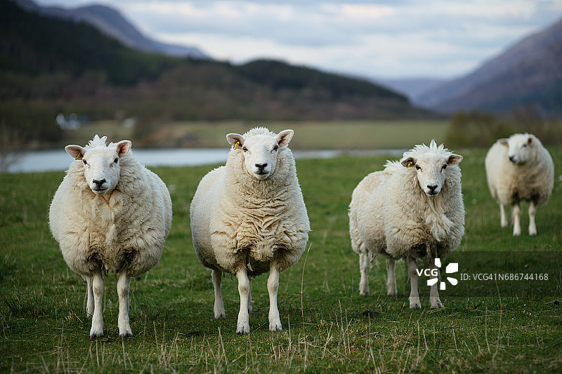 苏格兰的羊(3)图片素材
