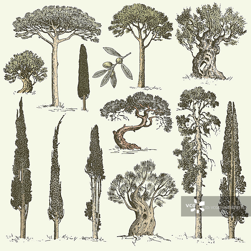 大套雕花、手绘树木包括松树、橄榄树和柏树、冷杉树等森林孤立对象图片素材