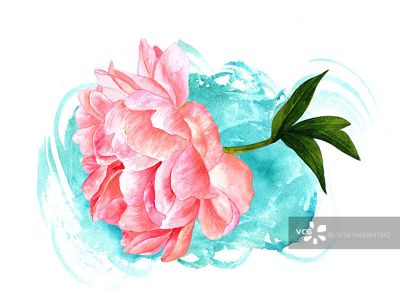 水彩画的粉红色牡丹花与蓝绿色纹理图片素材