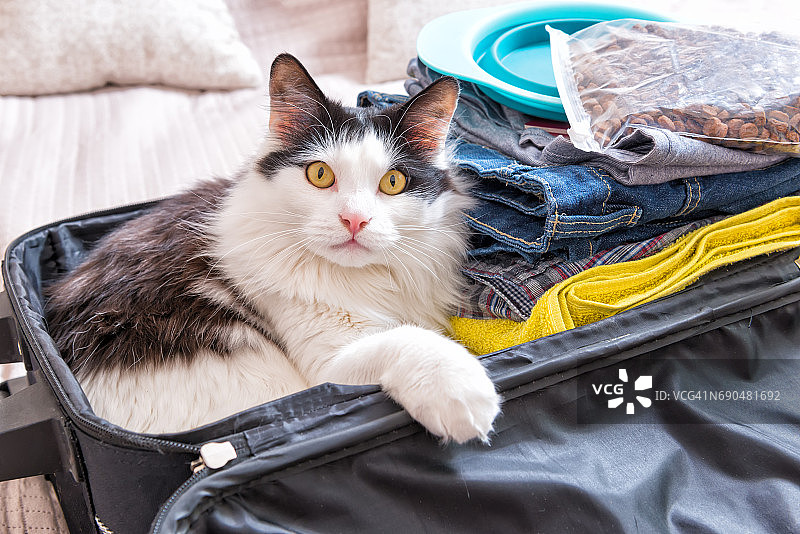 猫坐在手提箱里图片素材