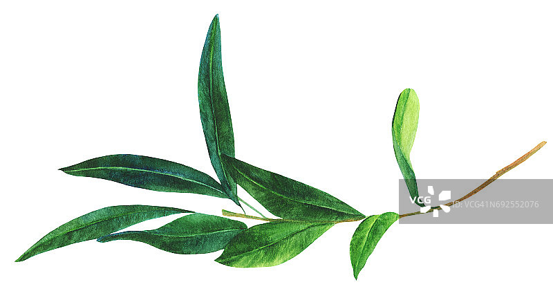 水彩画的绿色橄榄枝，孤立在白色图片素材
