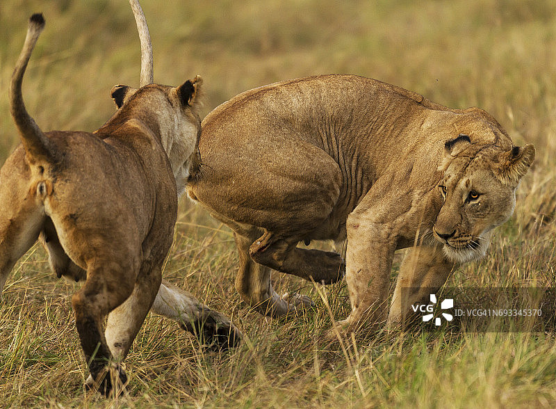 母狮在嬉戏的心情中战斗。图片素材
