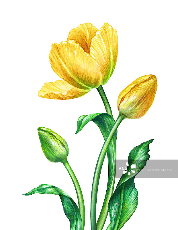 水彩黄色郁金香，植物插图，孤立的白色背景图片素材