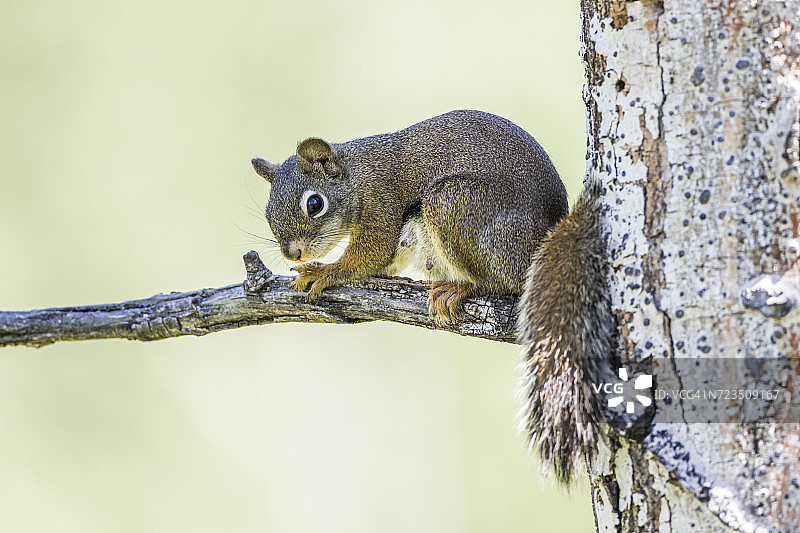 哺乳雌红松鼠(Tamiasciurus Hudsonicus)坐在白杨树的树枝上，松谷，萨布里特县，怀俄明州，美国图片素材