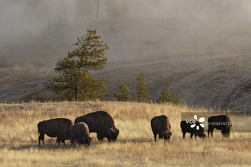一群野牛(牛)在老忠实间歇泉附近，上间歇泉盆地，黄石国家公园，蒙大拿州，怀俄明州，美国图片素材