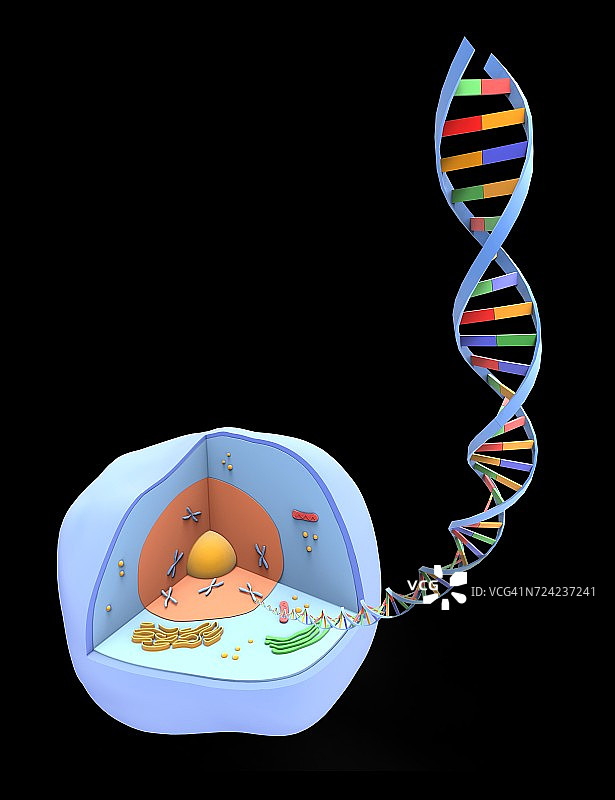 人类细胞和DNA，艺术品图片素材