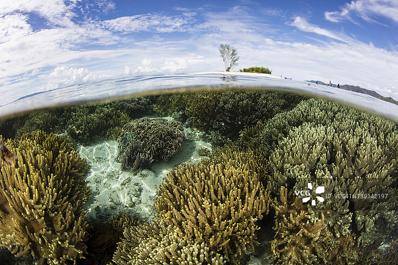 在印度尼西亚拉贾安帕的浅水里生长着各种各样的珊瑚。图片素材