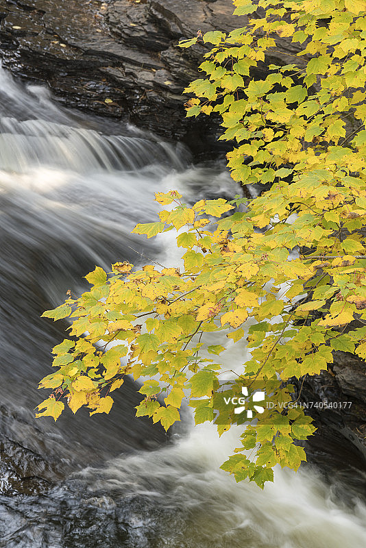 秋天的树叶悬挂在奔腾的普雷斯克岛河在豪猪山荒野州立公园，美国密歇根州图片素材