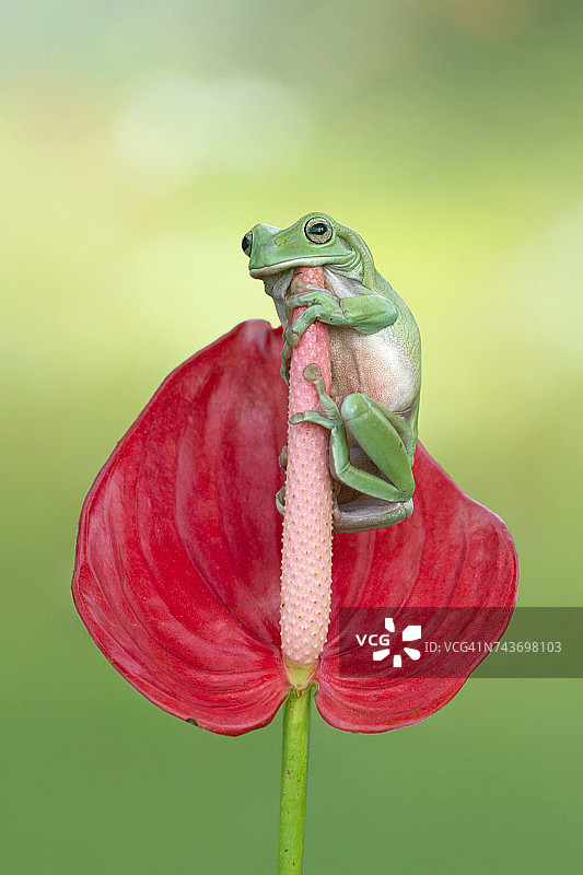 矮胖的青蛙坐在一只手捧花上，印度尼西亚图片素材