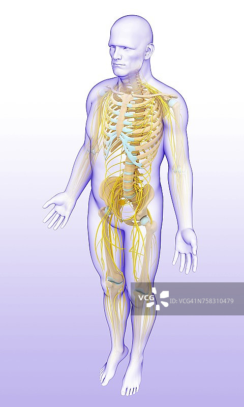 男性骨骼和神经系统，插图图片素材