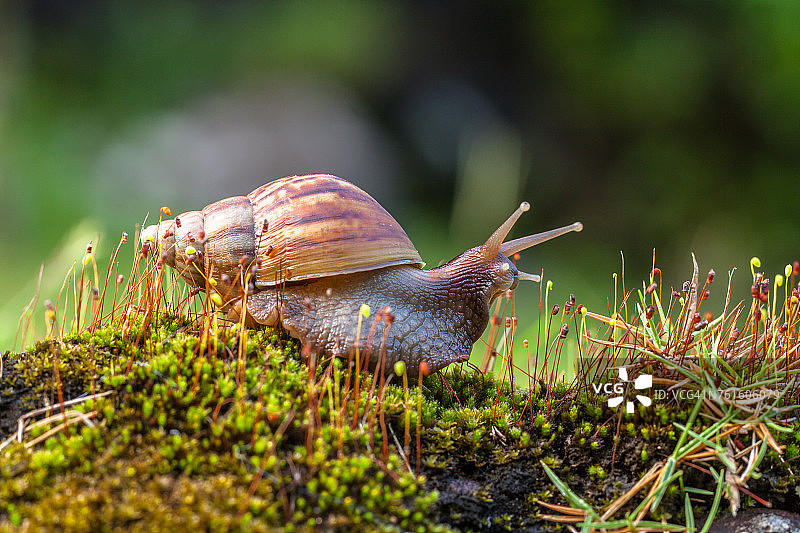 印度尼西亚地面上一只蜗牛的特写图片素材
