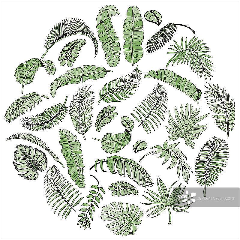 异国情调的棕榈叶在圆圈里。热带落叶背景。手绘插图。图片素材