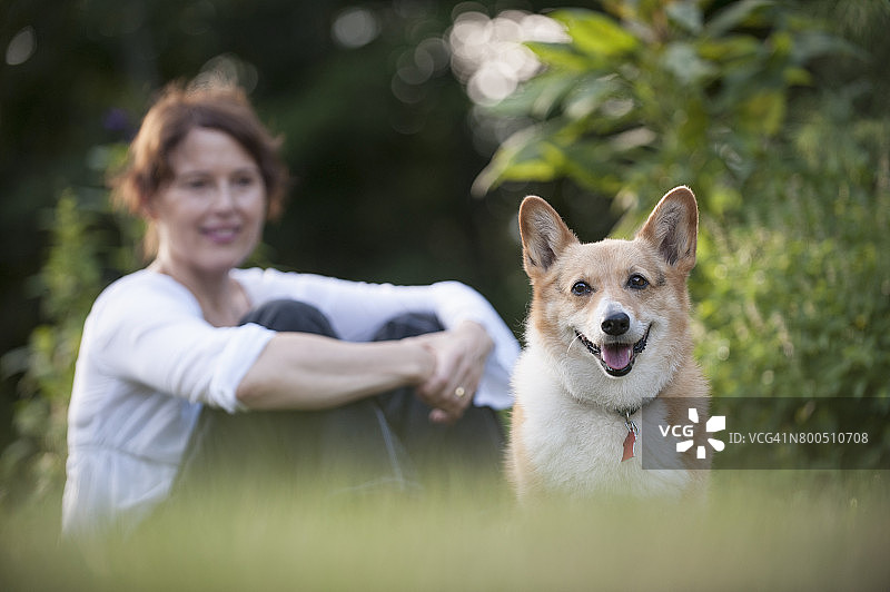柯基狗的肖像与微笑的女人坐在草地上的背景图片素材