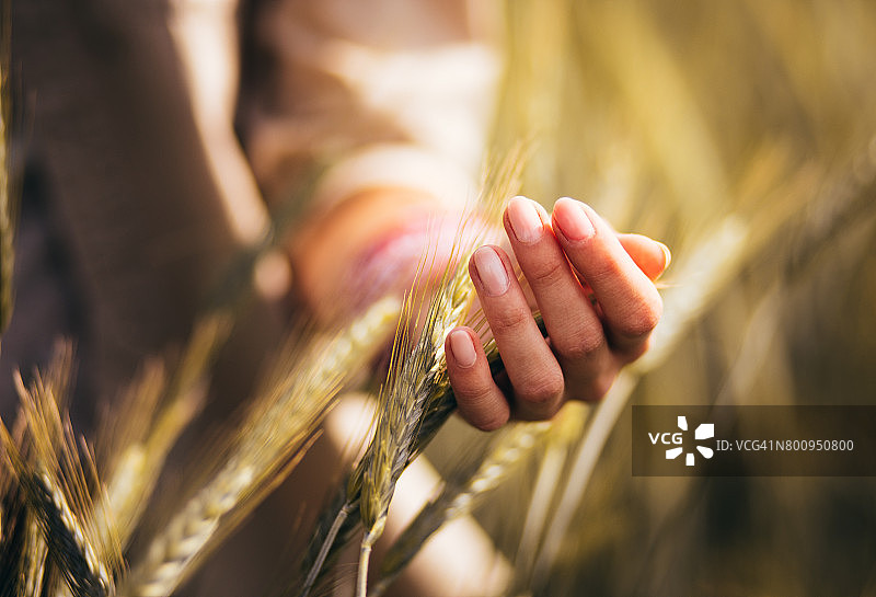 一名妇女正在耕地上抚摸麦穗图片素材