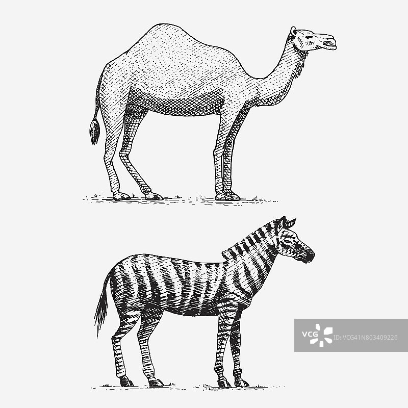 骆驼和斑马手绘，雕刻野生动物复古或复古风格，非洲生态集图片素材