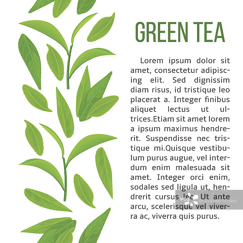 新鲜的绿茶叶和嫩枝。垂直条纹和描述文本图片素材